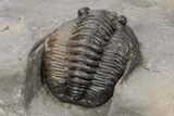 Diademaproetus Trilobite - Ofaten, Morocco #221217-4
